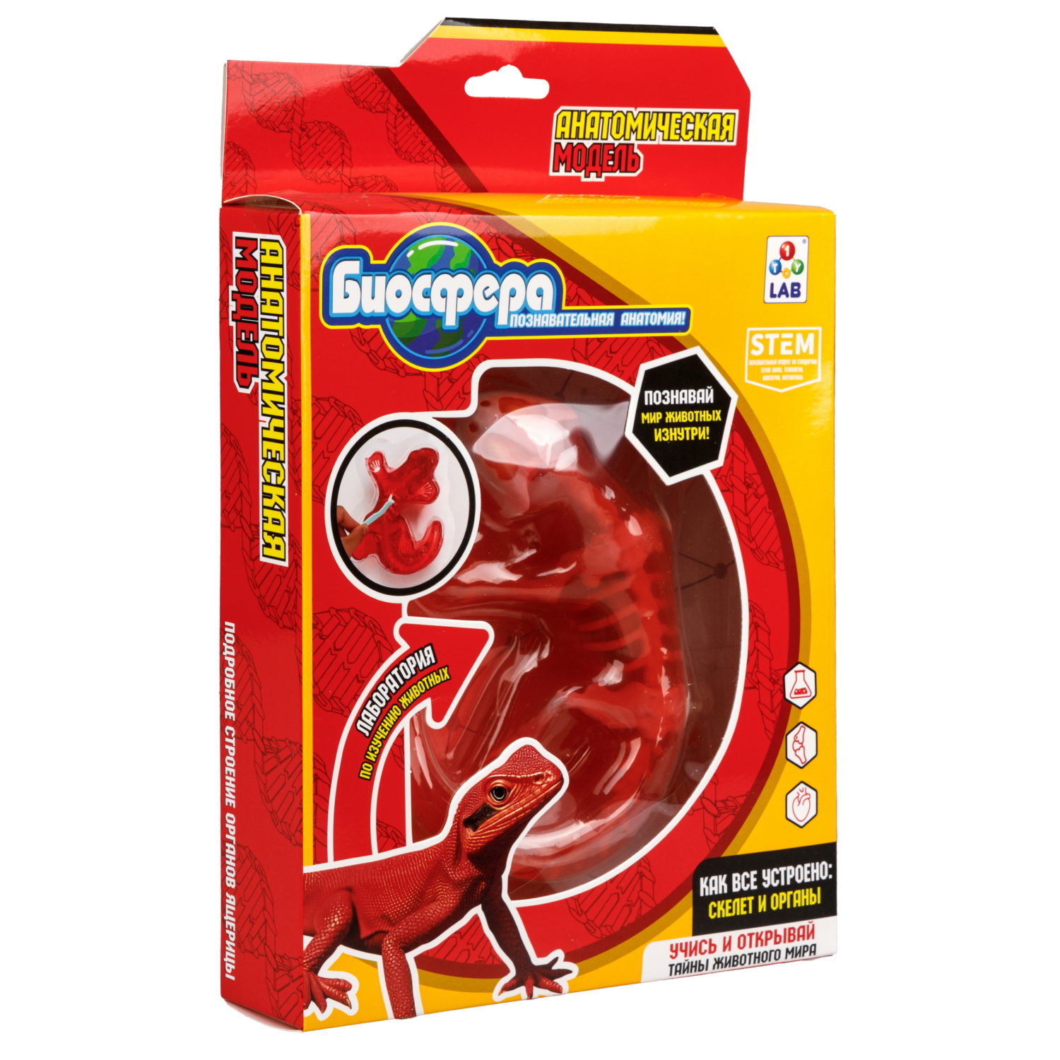 Игровой набор 1TOY LAB БИОсфера Познавательная анатомия Ящерица
