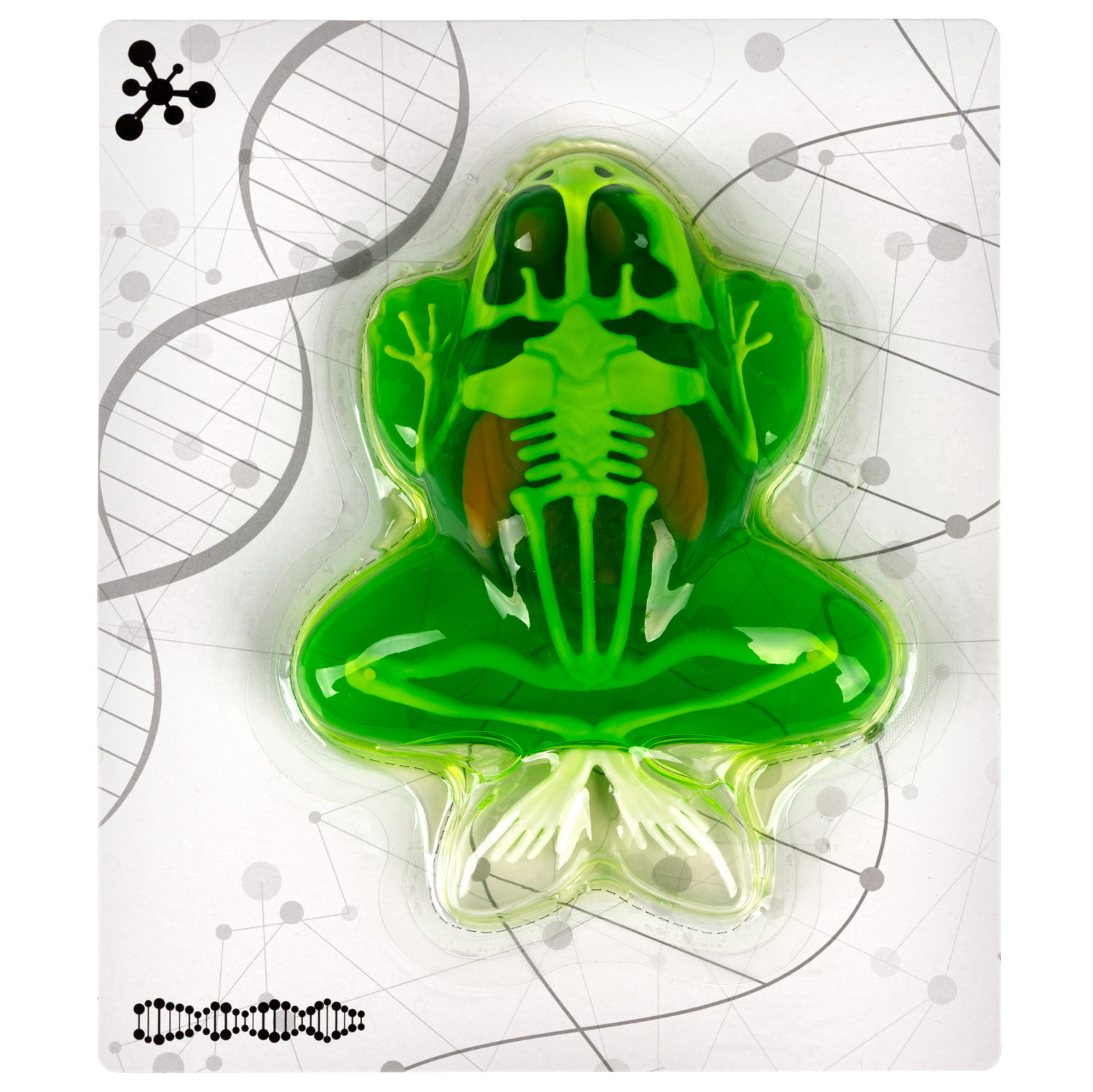 1TOY LAB "БИОсфера" - познавательная анатомия, Набор "Лягушка",19,5*4,5*23,5 см