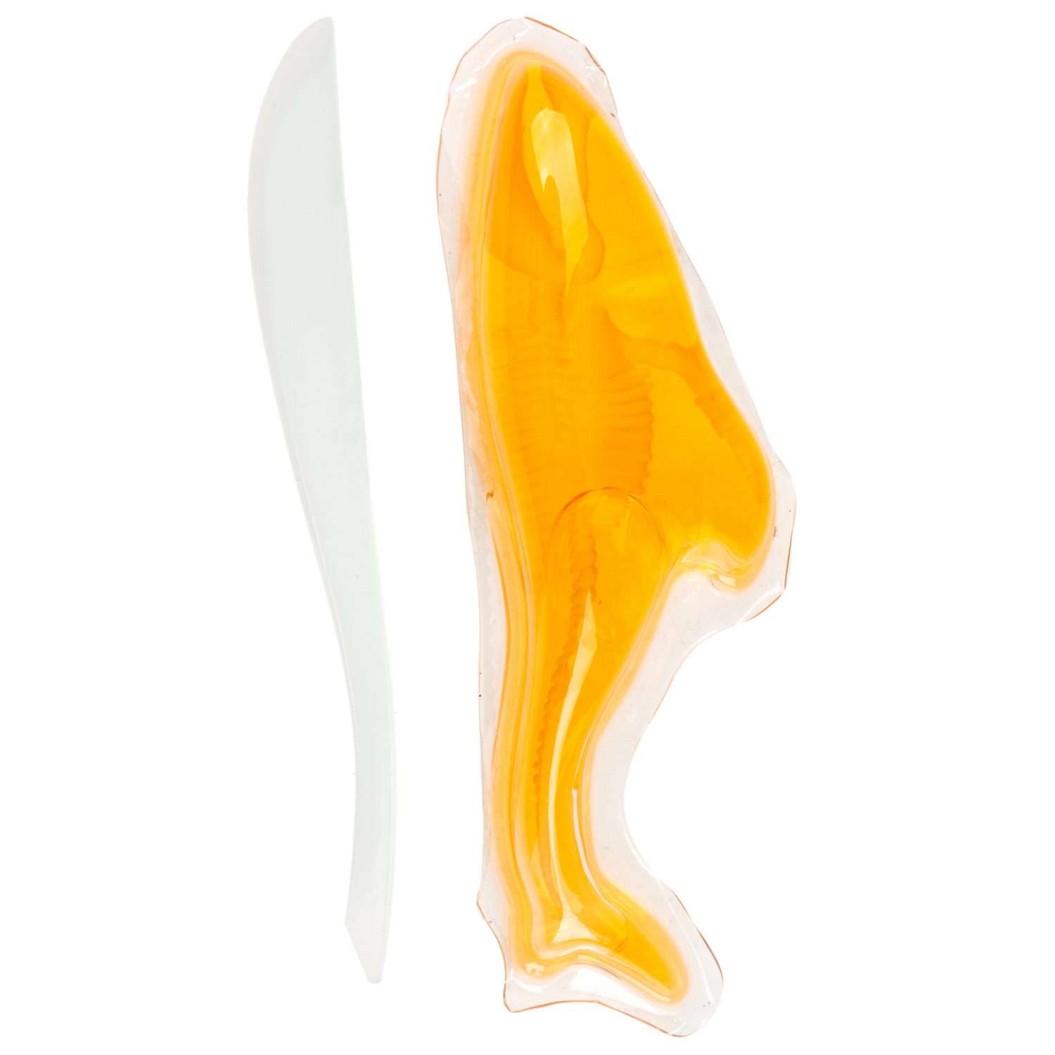 Игровой набор 1TOY LAB БИОсфера Познавательная анатомия Кит