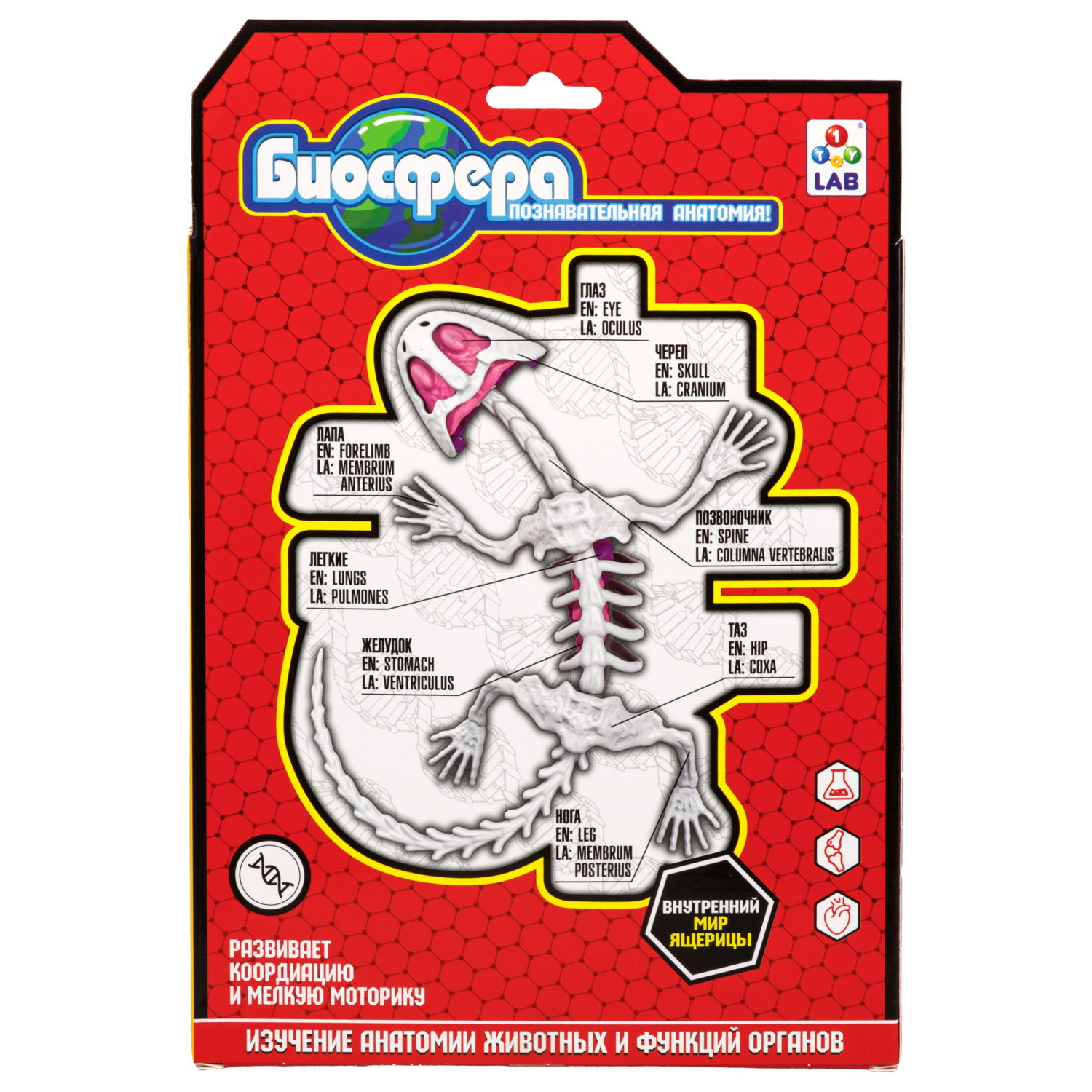 Игровой набор 1TOY LAB БИОсфера Познавательная анатомия Ящерица