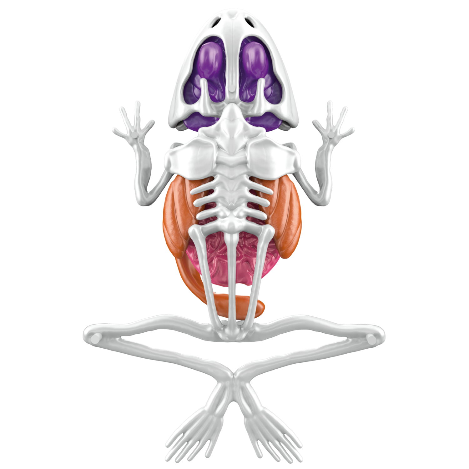 1TOY LAB "БИОсфера" - познавательная анатомия, Набор "Лягушка",19,5*4,5*23,5 см