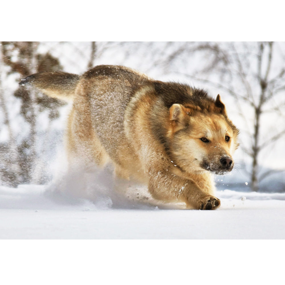 Деревянные пазлы Collection Animals Волк в снегу, 120 деталей, 28х20 см