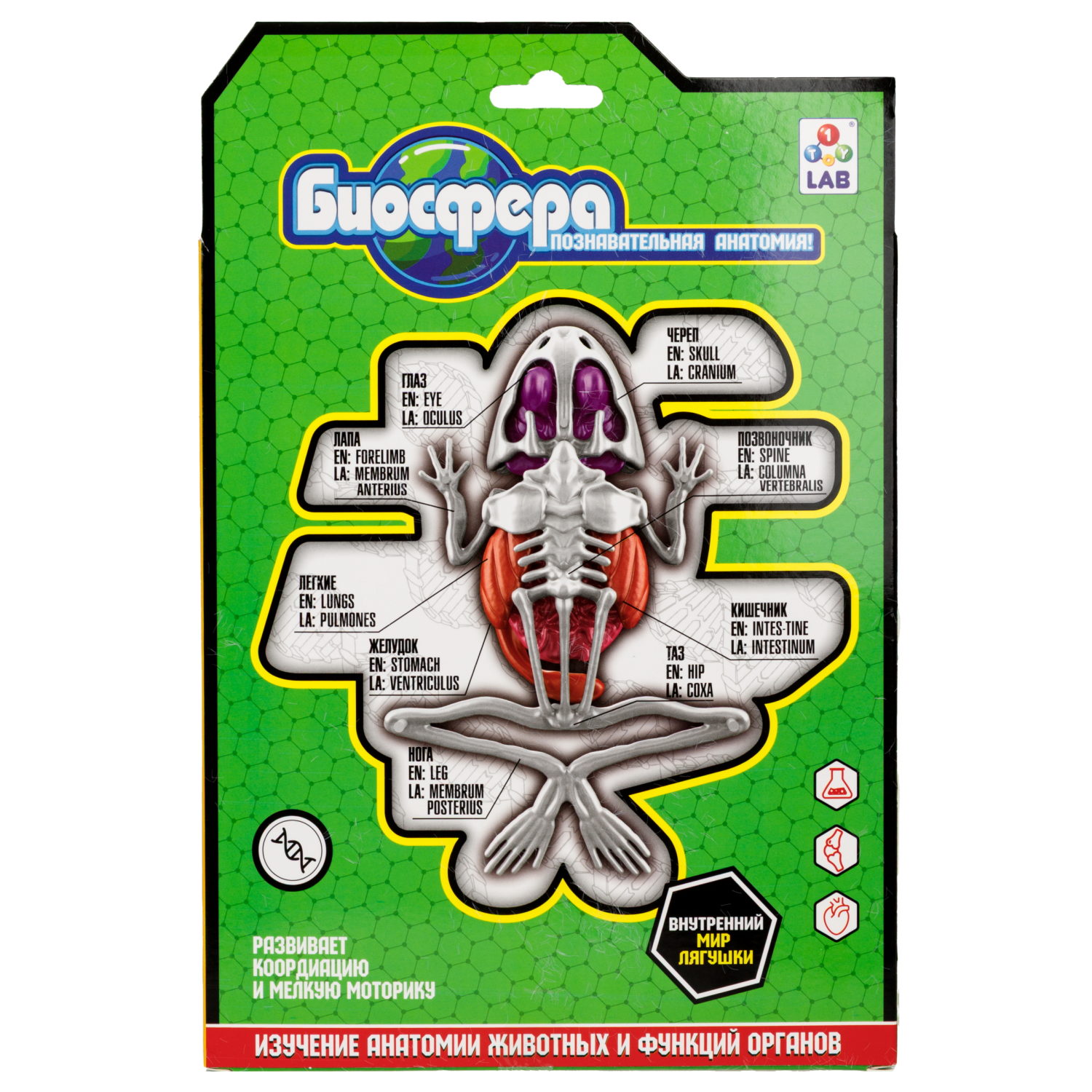 1TOY LAB "БИОсфера" - познавательная анатомия, Набор "Лягушка",19,5*4,5*23,5 см